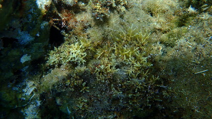 Fototapeta na wymiar Two types alga and hydroid undersea, Aegean Sea, Greece, Halkidiki