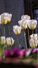 tulips in the garden