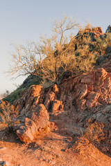 Bush on desert mountain