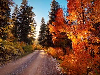 autumn in the forest