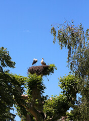 Stork couple on their nest - 690806854