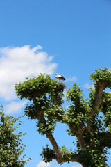 Mother Stork on her nest - 690806878