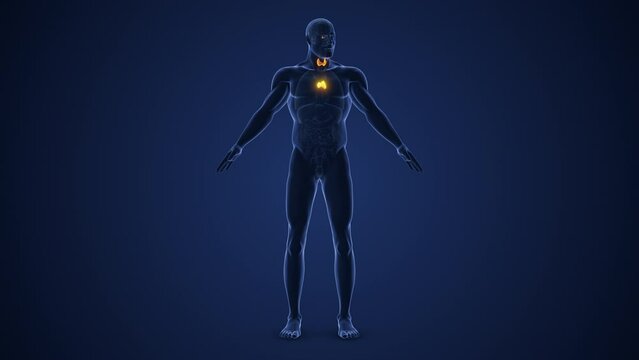 Muscarinic acetylcholine receptors or the male endocrine system