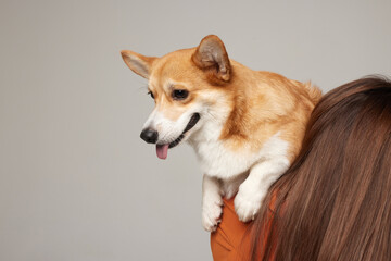 girl holding a corgi dog in her arms on a clean light background, love for dogs