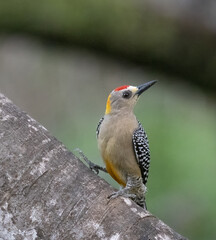 A closeup Hoffman's Woodpecker on a tree in Costa Rica