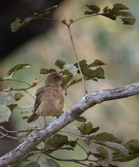 A Clay-colored Thrush fledgling in Costa Rica