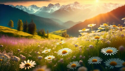 Picturesque summer landscape and daisy flowers macro shot. blue sky 