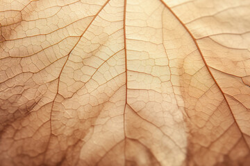 Obraz premium Dry brown leaf texture, texture background.