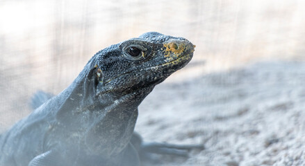 Iguana lizard behind fence on rock stone Coba Ruins Mexico.
