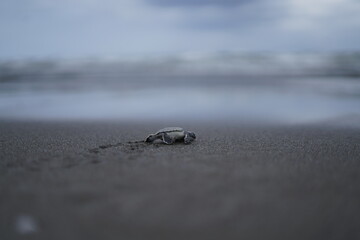 new born turtle