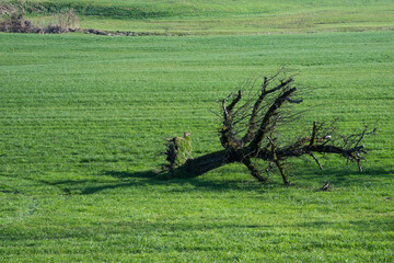 Umgestürzter kahler Obstbaum auf grüner Wiese