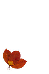Three dried red leaves isolated on a white background.