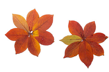 Isolated, dried red and yellow leaves on a white background.