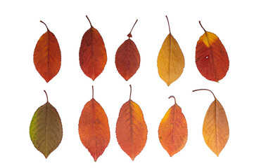 Isolated, dried red and yellow leaves on a white background.