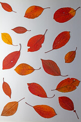 Isolated, dried red and yellow leaves on a white background.