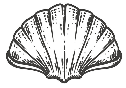 Vector hand drawn doodle sketch shell isolated on white background