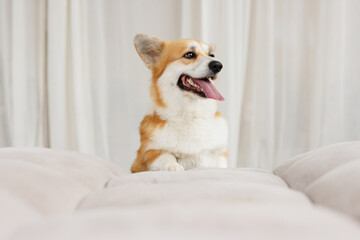 Portrait of adorable, happy smiling dog of the corgi breed. Beloved pet in the beautiful home.