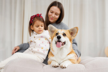 Portrait of adorable, happy smiling dog of the corgi breed. Family playing with their favorite pet....