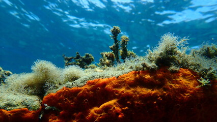 Red encrusting sponge or orange-red encrusting sponge (Crambe crambe) undersea, Aegean Sea, Greece,...