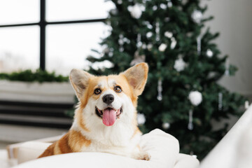 Portrait of adorable, happy smiling dog of the corgi breed. New Year's holiday atmosphere. Beloved pet in the beautiful home.