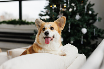 Portrait of adorable, happy smiling dog of the corgi breed. New Year's holiday atmosphere. Beloved pet in the beautiful home.