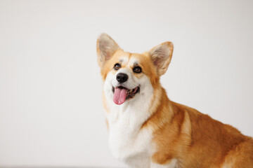 Portrait of adorable, happy smiling dog of the corgi breed. Beloved pet in the beautiful home.