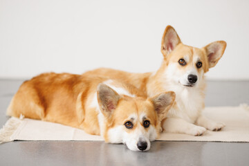 Portrait of adorable, happy smiling dog of the corgi breed. Beloved pet in the beautiful home.