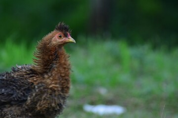 pheasant in the grass