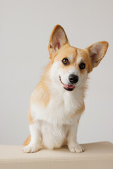 Portrait of adorable, happy smiling dog of the corgi breed. Beloved pet in the beautiful home.