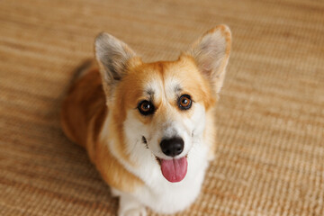 Portrait of adorable, happy smiling dog of the corgi breed. Beloved pet in the beautiful home.
