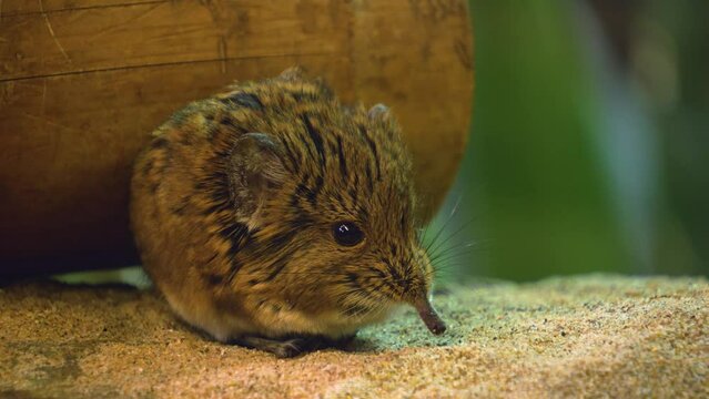 Close view of an Elephant shrew mouse wiggling his nose.