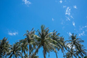 Palm trees against blue sky tropical holidays