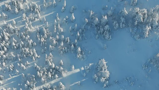 Aerial: vertically down onto a snow-covered coniferous forest and a ski slope