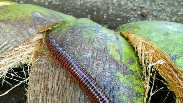 Millipedes walking above coconut fiber. Tiny Trekkers.