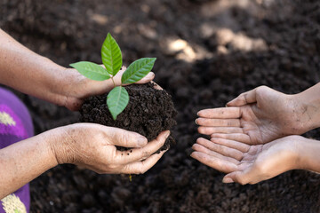 Old woman hand and child hand helping plant seedlings in the ground, the concept of forest...