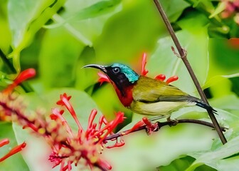 Small Sunbird with Red and Blue Colors Perched on A Plant