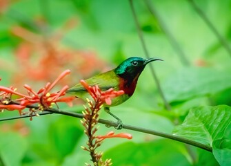 The Sun Bird Perch on A Branch of Plants with Red Flowers Around
