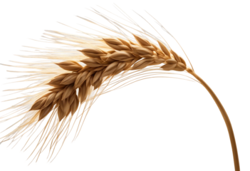 An ear of wheat isolated on transparent or white background