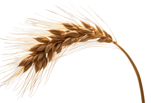 An ear of wheat isolated on transparent or white background