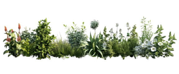 shrubs plants flowers isolated on transparent background