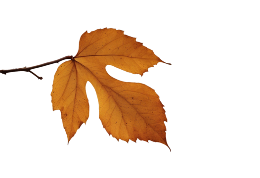 Autumn fall yellow leaf isolated on transparent background