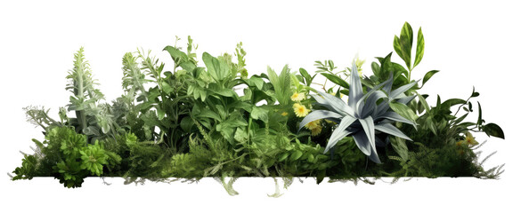 garden plants wildflowers isolated on transparent background