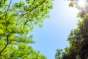 	新緑と青空と太陽