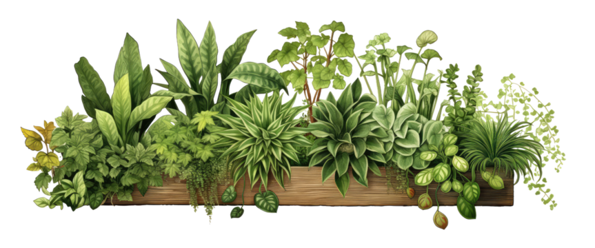 lush green plants and small flowers, artistically arranged in a charming wooden planter, vintage style isolated on transparent background