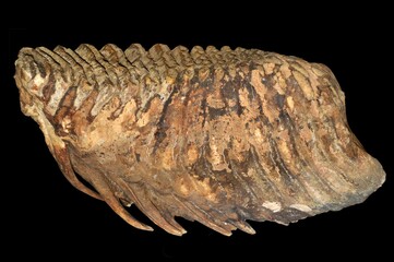 fossilized elephant teeth isolated on black