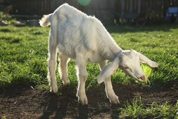 Fototapeta premium Cute goat grazing at farm on sunny day