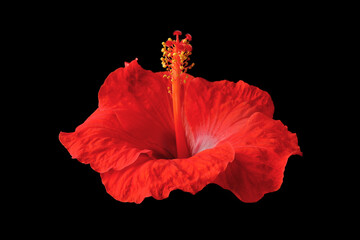 Beautiful red hibiscus flower on black background