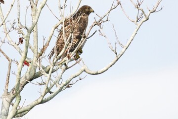 Red Shouldered Hawk perched on maple tree