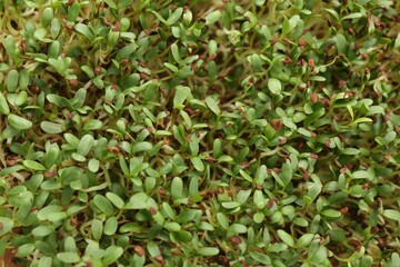 Fototapeta premium Growing microgreen. Many fresh arugula sprouts as background, top view