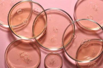Petri dishes with liquid samples on pink background, flat lay